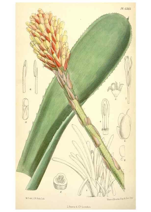 Reproducción/Reproduction 35231149632: Curtis's botanical magazine.. London ; New York [etc.] :Academic Press [etc.]