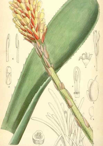 Reproducción/Reproduction 35231149632: Curtis's botanical magazine.. London ; New York [etc.] :Academic Press [etc.]