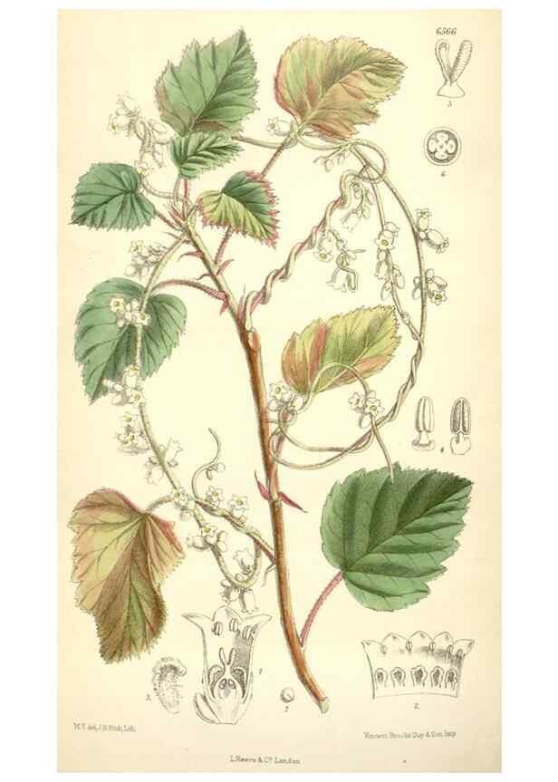 Reproducción/Reproduction 35231152302: Curtis's botanical magazine.. London ; New York [etc.] :Academic Press [etc.]