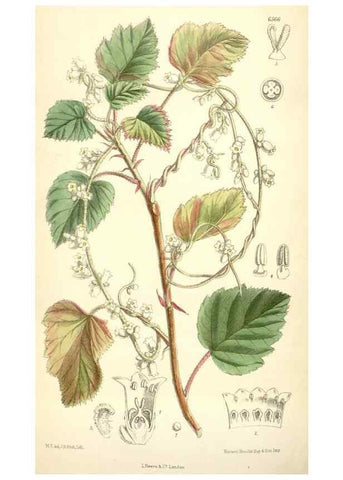 Reproducción/Reproduction 35231152302: Curtis's botanical magazine.. London ; New York [etc.] :Academic Press [etc.]