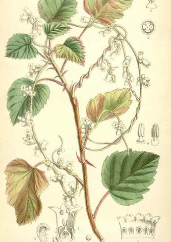 Reproducción/Reproduction 35231152302: Curtis's botanical magazine.. London ; New York [etc.] :Academic Press [etc.]