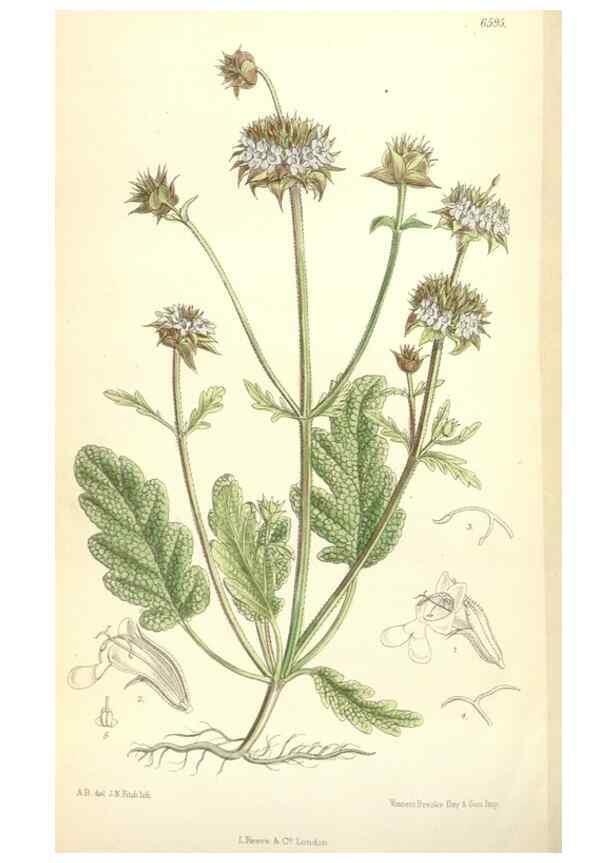 Reproducción/Reproduction 35397435505: Curtis's botanical magazine.. London ; New York [etc.] :Academic Press [etc.]