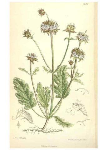 Reproducción/Reproduction 35397435505: Curtis's botanical magazine.. London ; New York [etc.] :Academic Press [etc.]