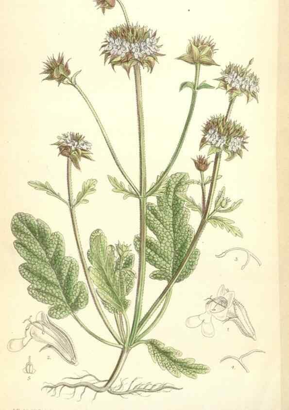 Reproducción/Reproduction 35397435505: Curtis's botanical magazine.. London ; New York [etc.] :Academic Press [etc.]