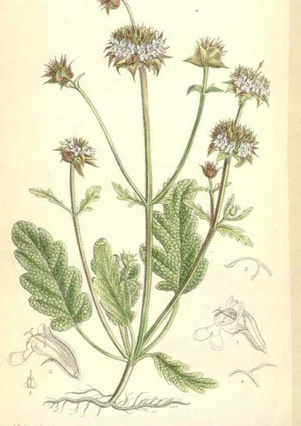 Reproducción/Reproduction 35397435505: Curtis's botanical magazine.. London ; New York [etc.] :Academic Press [etc.]
