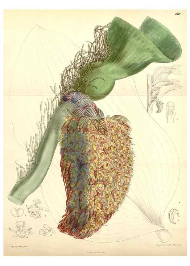 Reproducción/Reproduction 35358390946: Curtis's botanical magazine.. London ; New York [etc.] :Academic Press [etc.]