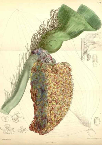 Reproducción/Reproduction 35358390946: Curtis's botanical magazine.. London ; New York [etc.] :Academic Press [etc.]