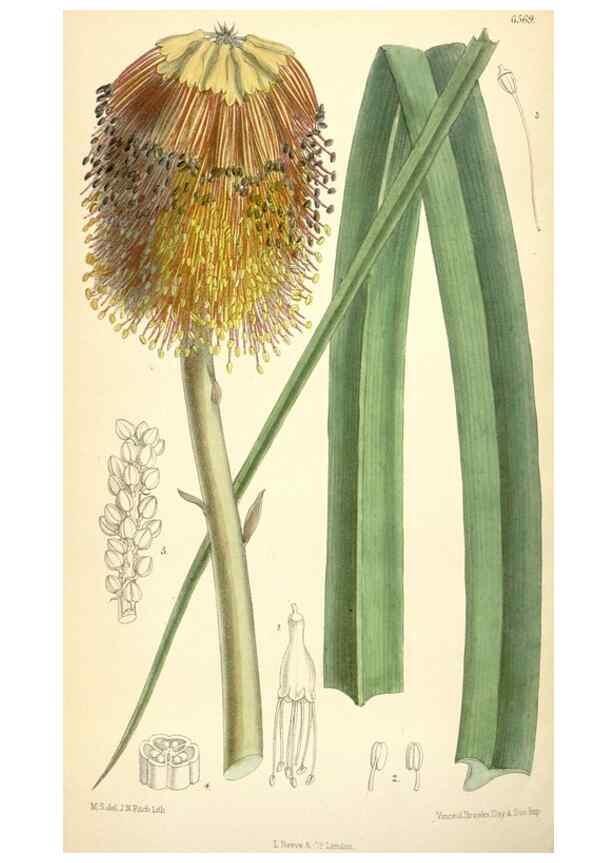 Reproducción/Reproduction 35358393076: Curtis's botanical magazine.. London ; New York [etc.] :Academic Press [etc.]