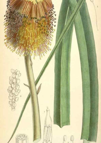 Reproducción/Reproduction 35358393076: Curtis's botanical magazine.. London ; New York [etc.] :Academic Press [etc.]