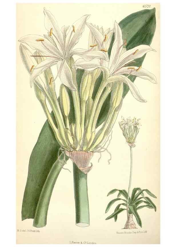 Reproducción/Reproduction 35358394406: Curtis's botanical magazine.. London ; New York [etc.] :Academic Press [etc.]