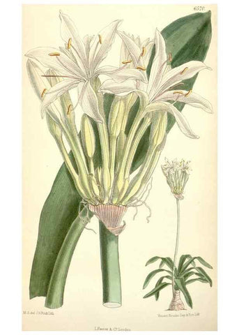 Reproducción/Reproduction 35358394406: Curtis's botanical magazine.. London ; New York [etc.] :Academic Press [etc.]