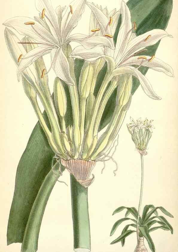 Reproducción/Reproduction 35358394406: Curtis's botanical magazine.. London ; New York [etc.] :Academic Press [etc.]