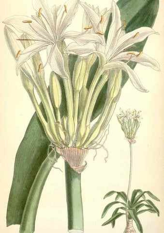 Reproducción/Reproduction 35358394406: Curtis's botanical magazine.. London ; New York [etc.] :Academic Press [etc.]