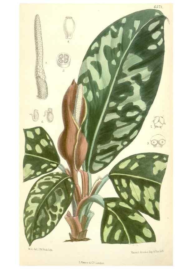 Reproducción/Reproduction 35358396156: Curtis's botanical magazine.. London ; New York [etc.] :Academic Press [etc.]