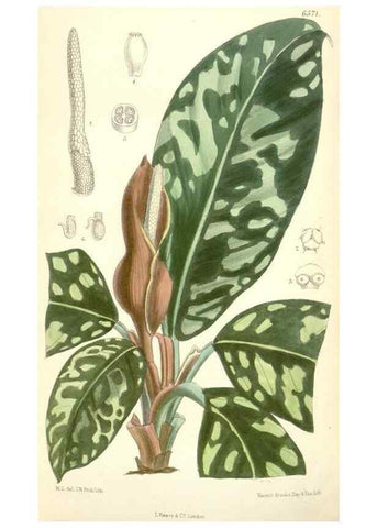 Reproducción/Reproduction 35358396156: Curtis's botanical magazine.. London ; New York [etc.] :Academic Press [etc.]