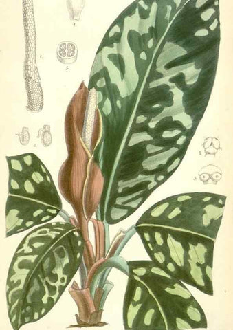 Reproducción/Reproduction 35358396156: Curtis's botanical magazine.. London ; New York [etc.] :Academic Press [etc.]
