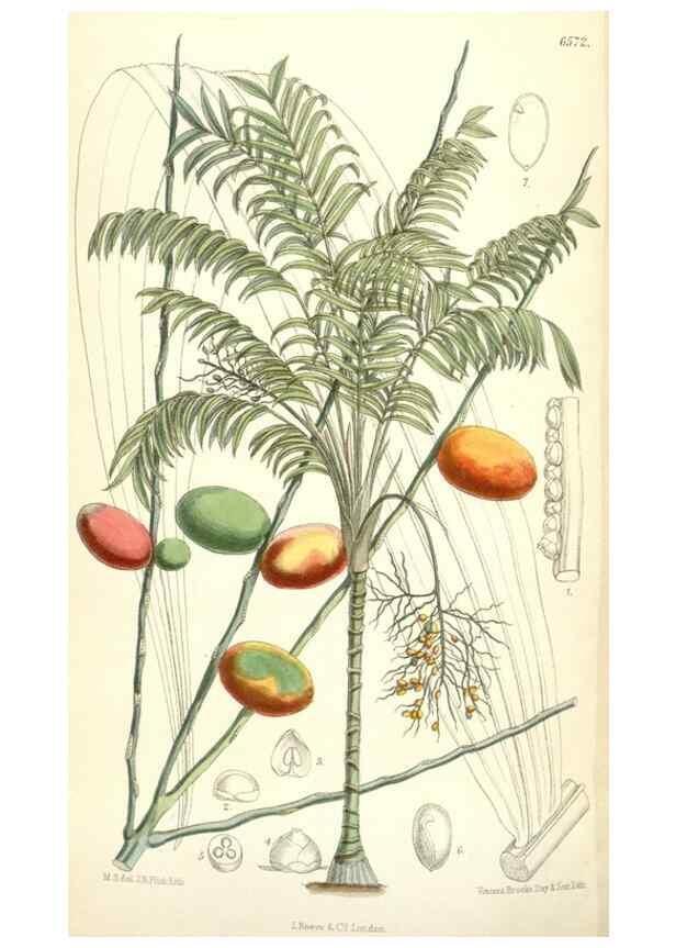 Reproducción/Reproduction 35358397886: Curtis's botanical magazine.. London ; New York [etc.] :Academic Press [etc.]