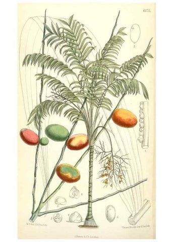 Reproducción/Reproduction 35358397886: Curtis's botanical magazine.. London ; New York [etc.] :Academic Press [etc.]