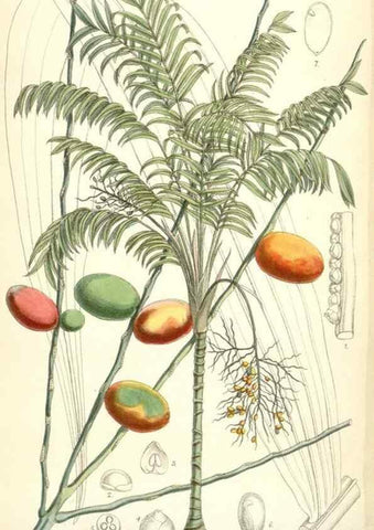 Reproducción/Reproduction 35358397886: Curtis's botanical magazine.. London ; New York [etc.] :Academic Press [etc.]