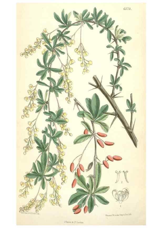 Reproducción/Reproduction 35358400046: Curtis's botanical magazine.. London ; New York [etc.] :Academic Press [etc.]