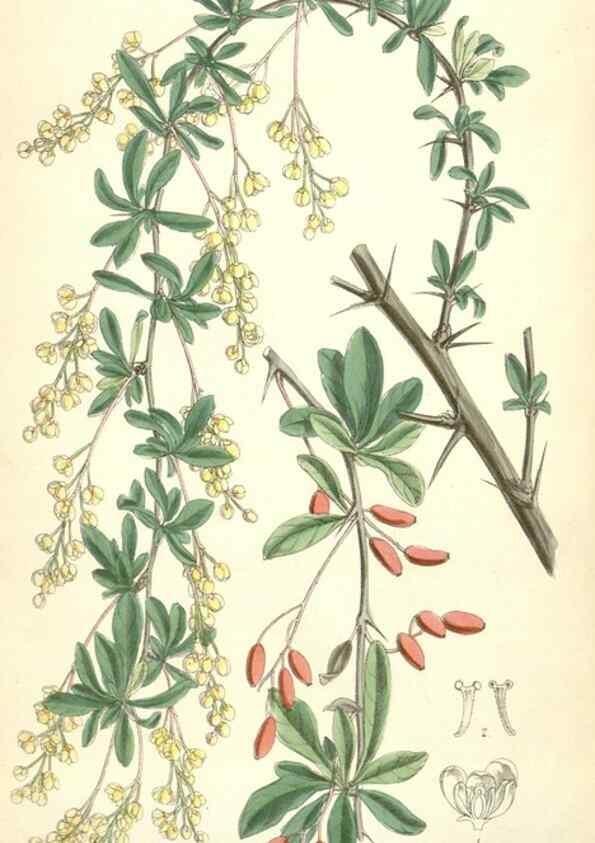 Reproducción/Reproduction 35358400046: Curtis's botanical magazine.. London ; New York [etc.] :Academic Press [etc.]