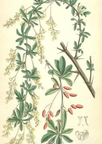 Reproducción/Reproduction 35358400046: Curtis's botanical magazine.. London ; New York [etc.] :Academic Press [etc.]