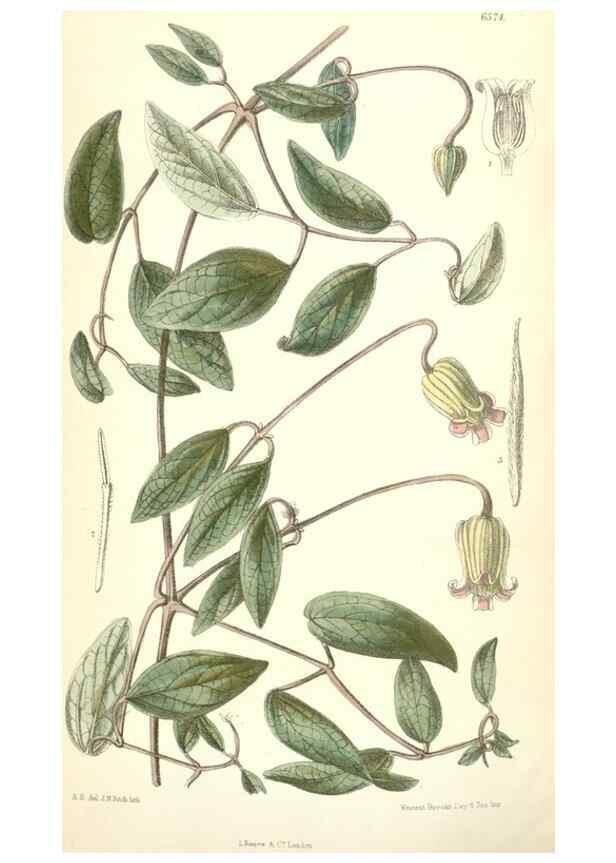Reproducción/Reproduction 35358401996: Curtis's botanical magazine.. London ; New York [etc.] :Academic Press [etc.]