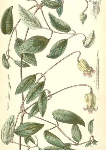 Reproducción/Reproduction 35358401996: Curtis's botanical magazine.. London ; New York [etc.] :Academic Press [etc.]