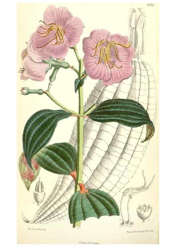 Reproducción/Reproduction 34588083083: Curtis's botanical magazine.. London ; New York [etc.] :Academic Press [etc.]