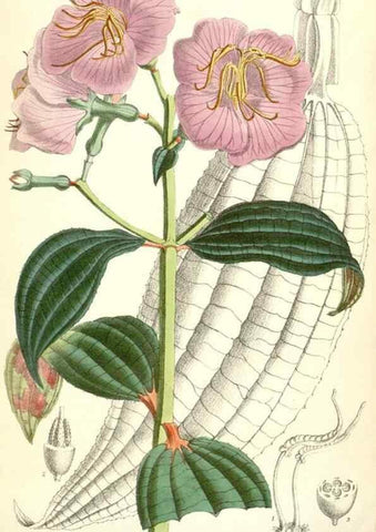 Reproducción/Reproduction 34588083083: Curtis's botanical magazine.. London ; New York [etc.] :Academic Press [etc.]