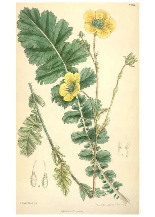 Reproducción/Reproduction 35358392066: Curtis's botanical magazine.. London ; New York [etc.] :Academic Press [etc.]