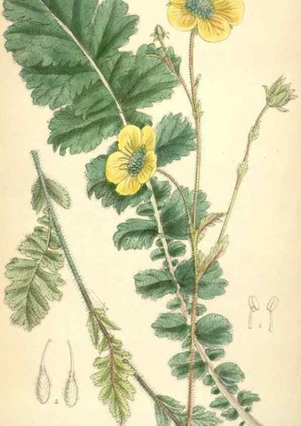 Reproducción/Reproduction 35358392066: Curtis's botanical magazine.. London ; New York [etc.] :Academic Press [etc.]
