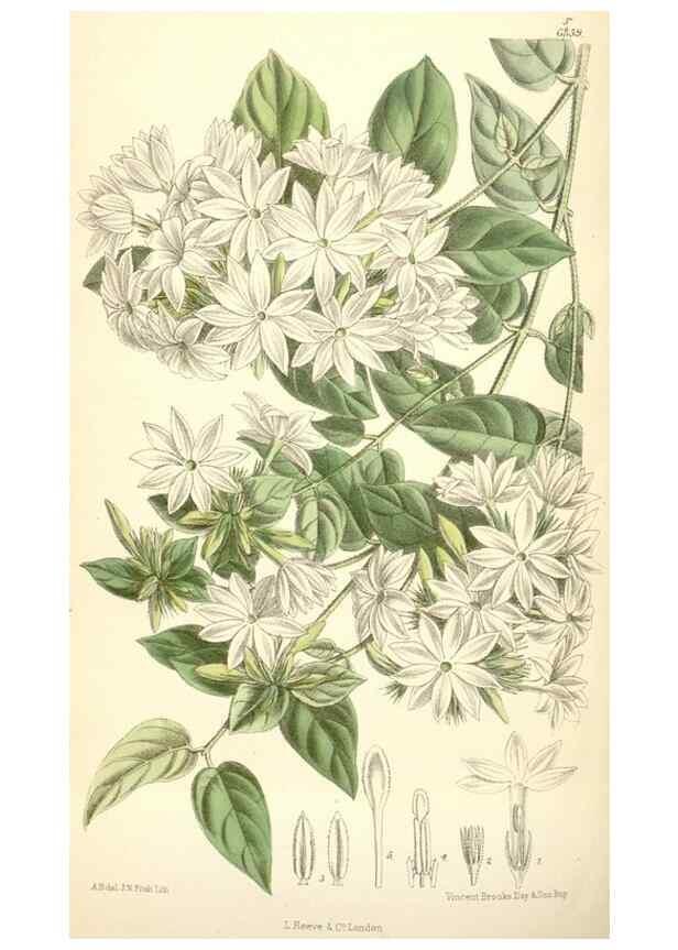 Reproducción/Reproduction 34588060493: Curtis's botanical magazine.. London ; New York [etc.] :Academic Press [etc.]