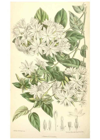 Reproducción/Reproduction 34588060493: Curtis's botanical magazine.. London ; New York [etc.] :Academic Press [etc.]