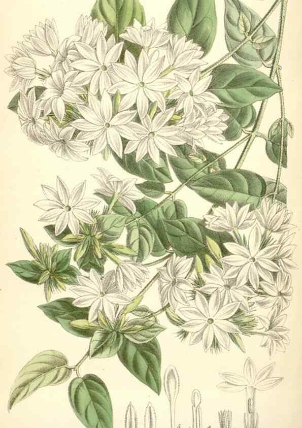 Reproducción/Reproduction 34588060493: Curtis's botanical magazine.. London ; New York [etc.] :Academic Press [etc.]