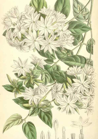 Reproducción/Reproduction 34588060493: Curtis's botanical magazine.. London ; New York [etc.] :Academic Press [etc.]