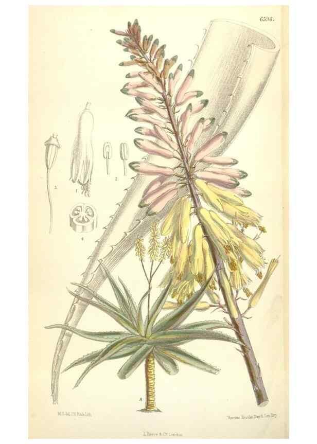 Reproducción/Reproduction 35397437865: Curtis's botanical magazine.. London ; New York [etc.] :Academic Press [etc.]