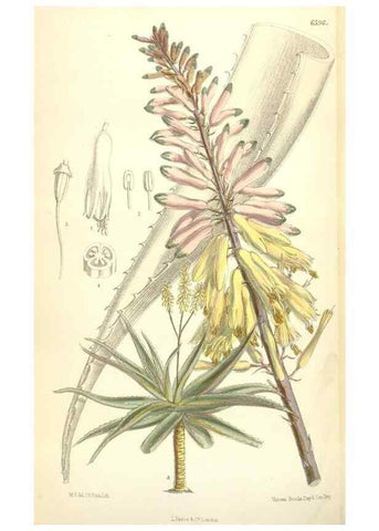 Reproducción/Reproduction 35397437865: Curtis's botanical magazine.. London ; New York [etc.] :Academic Press [etc.]