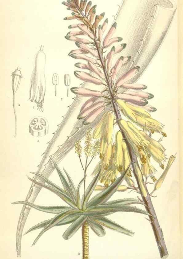 Reproducción/Reproduction 35397437865: Curtis's botanical magazine.. London ; New York [etc.] :Academic Press [etc.]