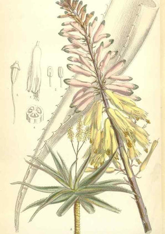 Reproducción/Reproduction 35397437865: Curtis's botanical magazine.. London ; New York [etc.] :Academic Press [etc.]
