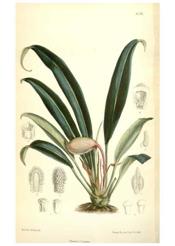 Reproducción/Reproduction 35397442515: Curtis's botanical magazine.. London ; New York [etc.] :Academic Press [etc.]