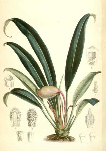 Reproducción/Reproduction 35397442515: Curtis's botanical magazine.. London ; New York [etc.] :Academic Press [etc.]