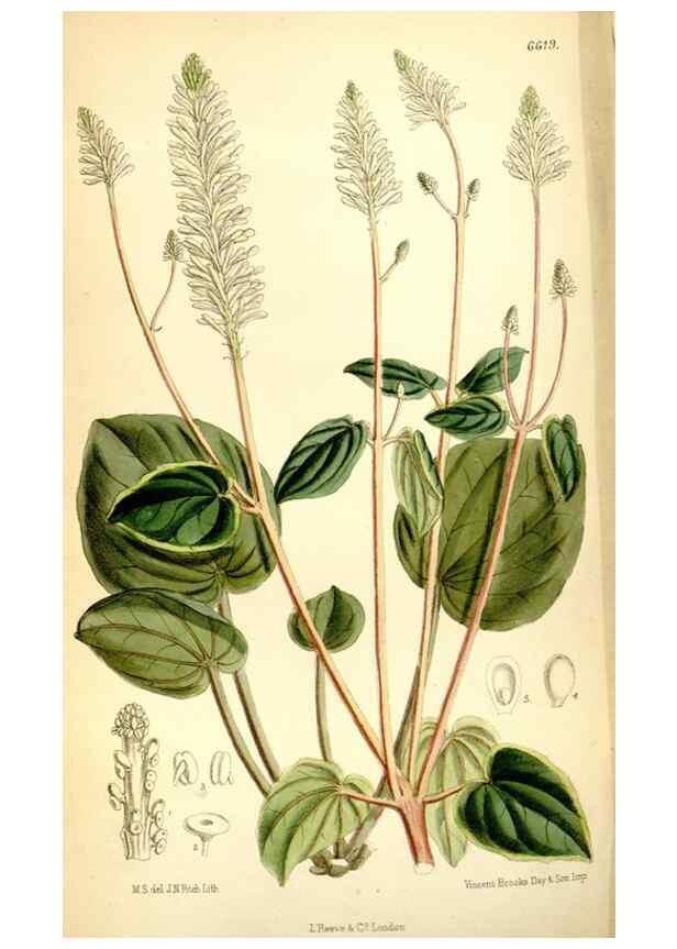 Reproducción/Reproduction 35231398372: Curtis's botanical magazine.. London ; New York [etc.] :Academic Press [etc.]