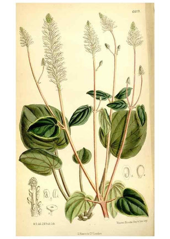 Reproducción/Reproduction 35231398372: Curtis's botanical magazine.. London ; New York [etc.] :Academic Press [etc.]