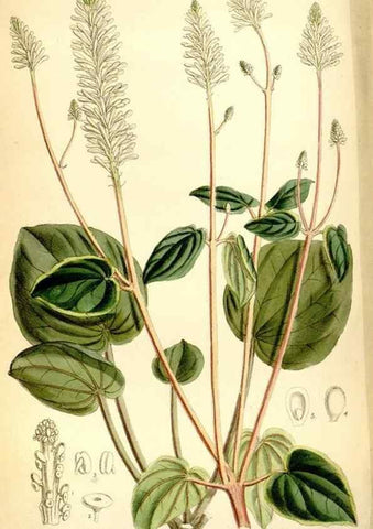 Reproducción/Reproduction 35231398372: Curtis's botanical magazine.. London ; New York [etc.] :Academic Press [etc.]