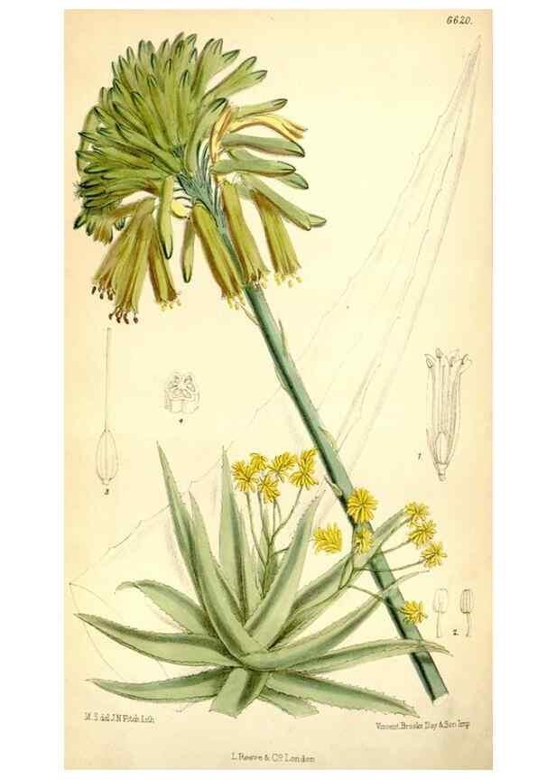 Reproducción/Reproduction 35231401182: Curtis's botanical magazine.. London ; New York [etc.] :Academic Press [etc.]