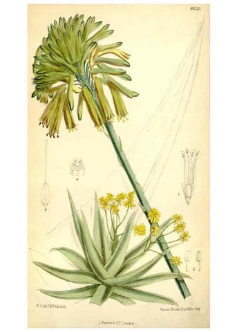 Reproducción/Reproduction 35231401182: Curtis's botanical magazine.. London ; New York [etc.] :Academic Press [etc.]