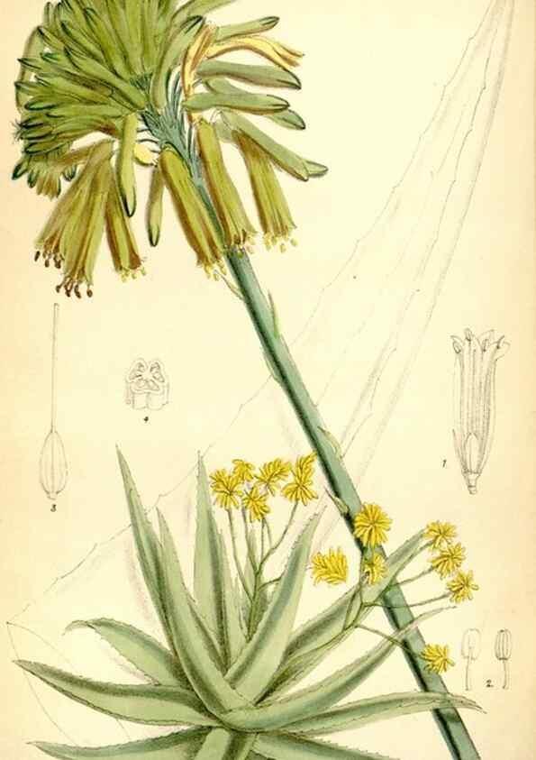 Reproducción/Reproduction 35231401182: Curtis's botanical magazine.. London ; New York [etc.] :Academic Press [etc.]