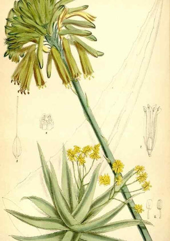 Reproducción/Reproduction 35231401182: Curtis's botanical magazine.. London ; New York [etc.] :Academic Press [etc.]