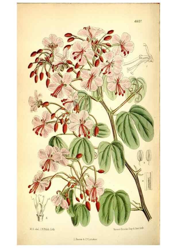 Reproducción/Reproduction 35397629435: Curtis's botanical magazine.. London ; New York [etc.] :Academic Press [etc.]